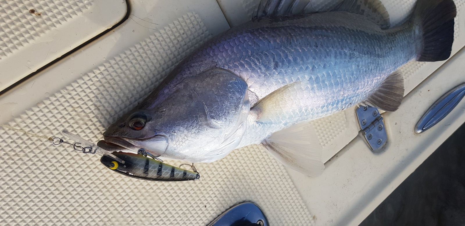 Mutt Deep 90mm with a Barramundi caught during sea trials